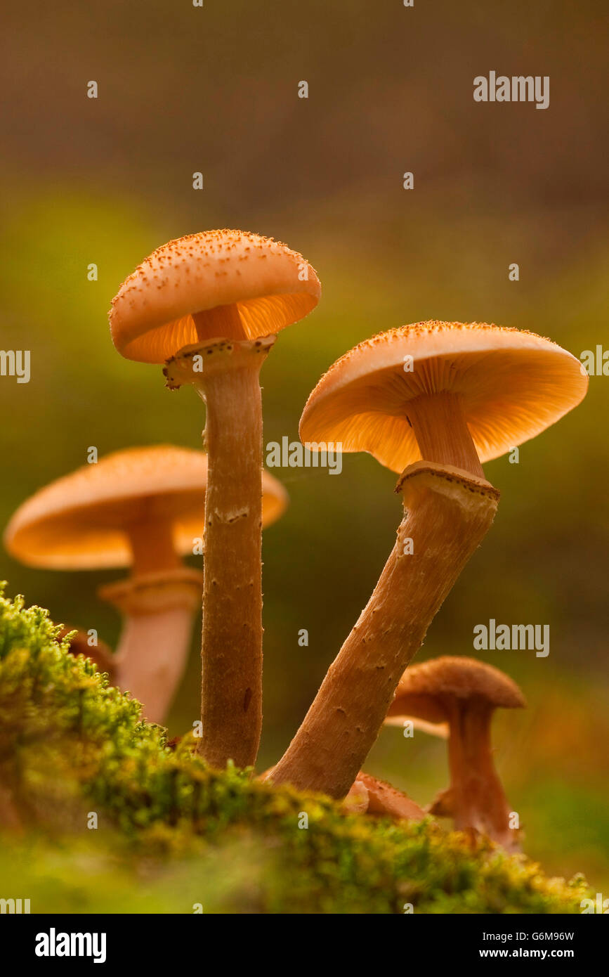 L'Armillaria ostoyae, Allemagne / solidipes (Armillaria) Banque D'Images