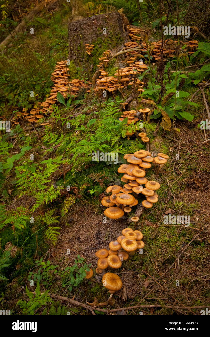 L'Armillaria ostoyae, Allemagne / solidipes (Armillaria) Banque D'Images