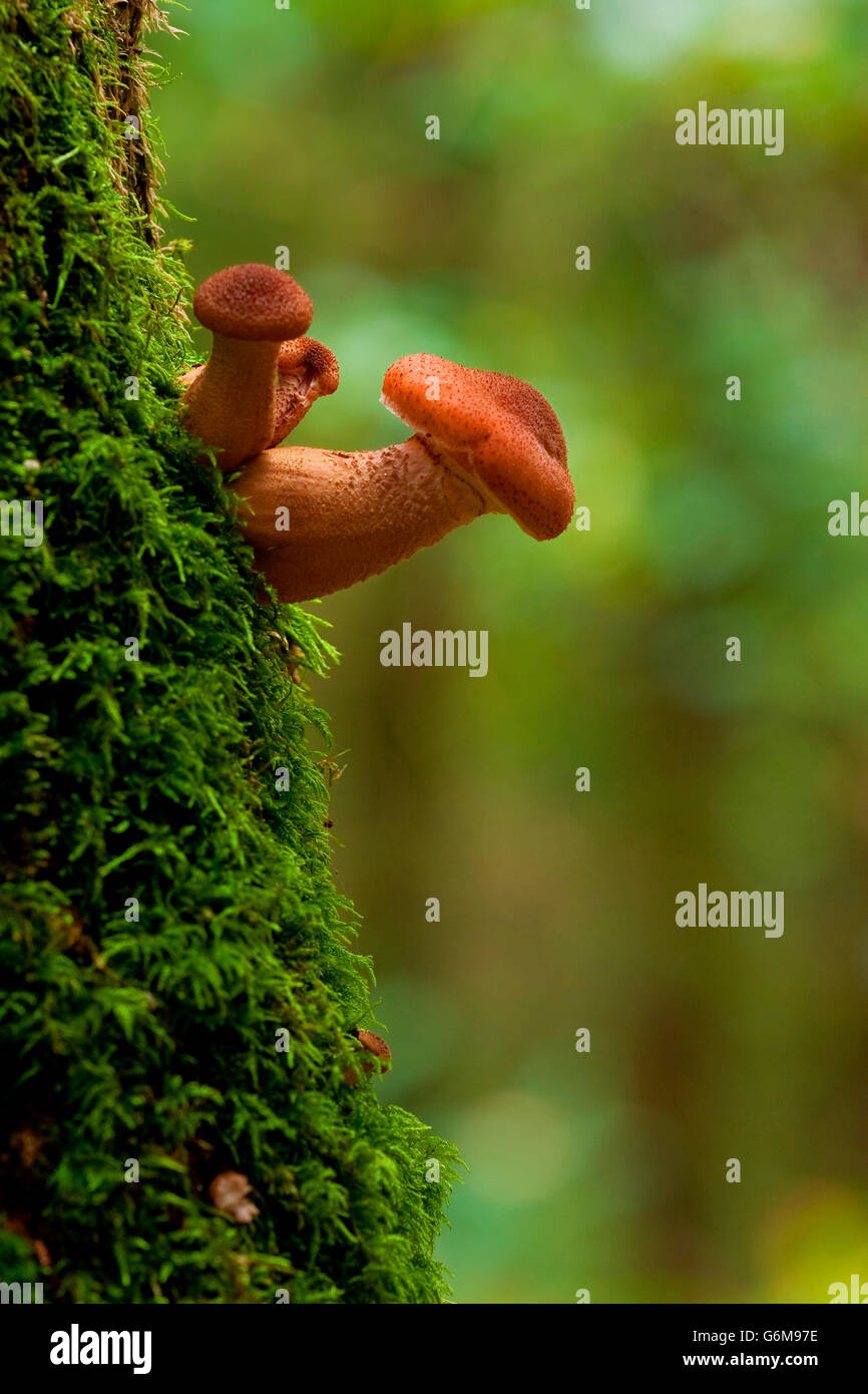 L'Armillaria ostoyae, Allemagne / solidipes (Armillaria) Banque D'Images