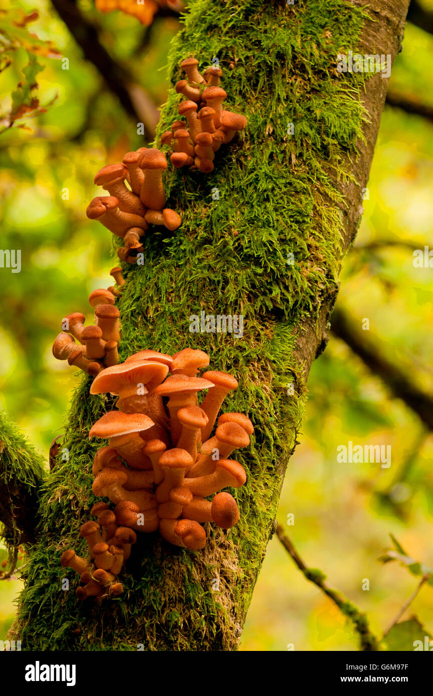L'Armillaria ostoyae, Allemagne / solidipes (Armillaria) Banque D'Images
