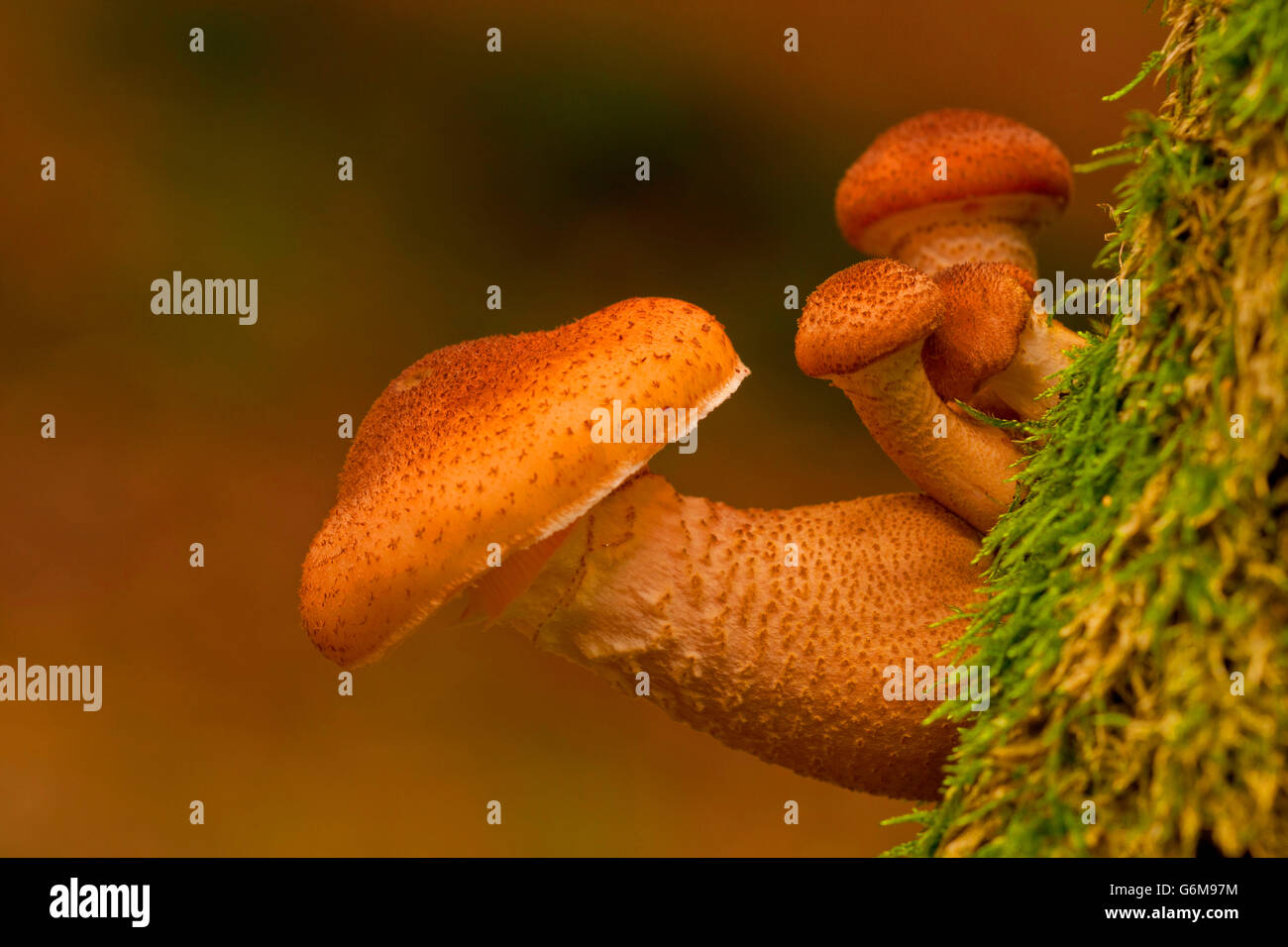 L'Armillaria ostoyae, Allemagne / solidipes (Armillaria) Banque D'Images