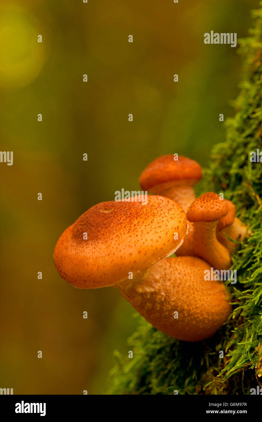 L'Armillaria ostoyae, Allemagne / solidipes (Armillaria) Banque D'Images