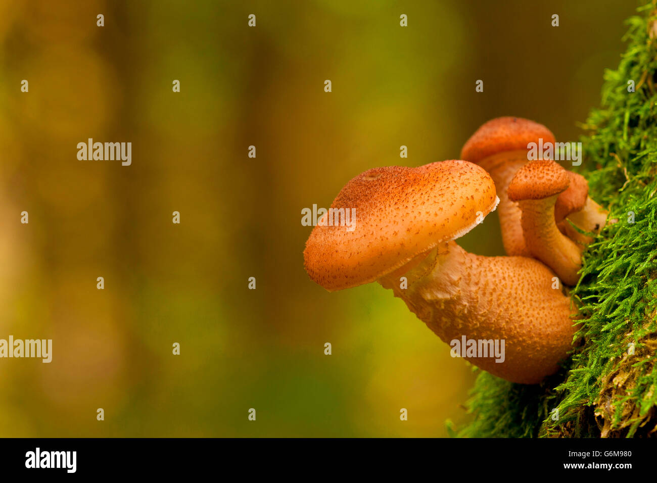 L'Armillaria ostoyae, Allemagne / solidipes (Armillaria) Banque D'Images