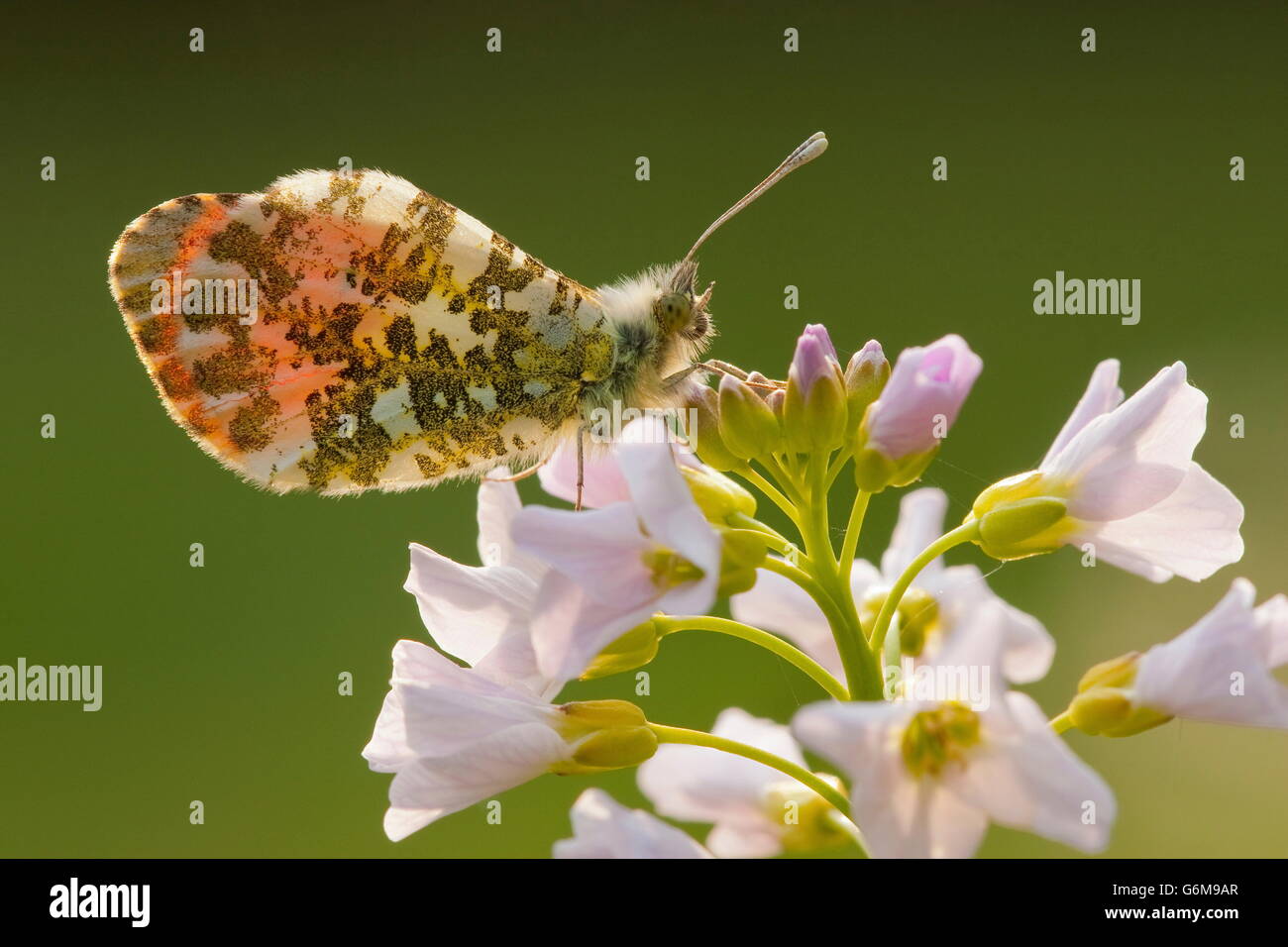 Pointe d'Orange, homme, Allemagne / (Anthocharis cardamines) Banque D'Images