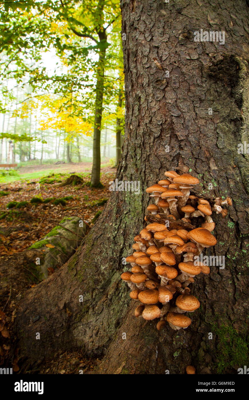 L'Armillaria ostoyae, Allemagne / solidipes (Armillaria) Banque D'Images