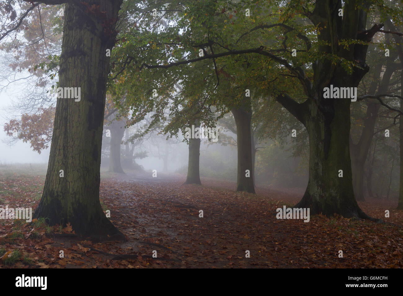 Arbres sur Hampstead Heath dans le brouillard d'un matin d'automne Banque D'Images