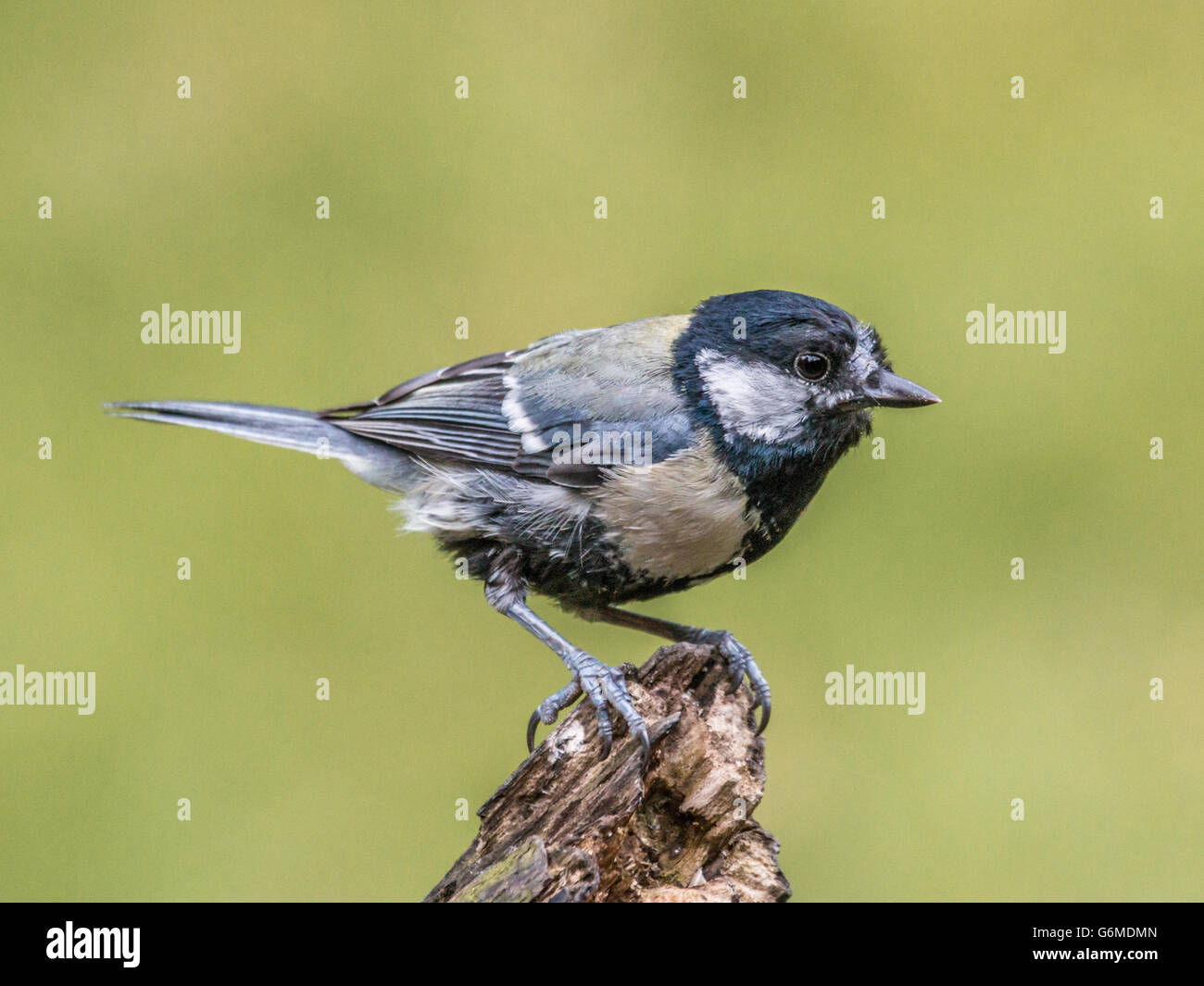 Great Tit mineur dans la mue, perché sur une branche pourrie Banque D'Images