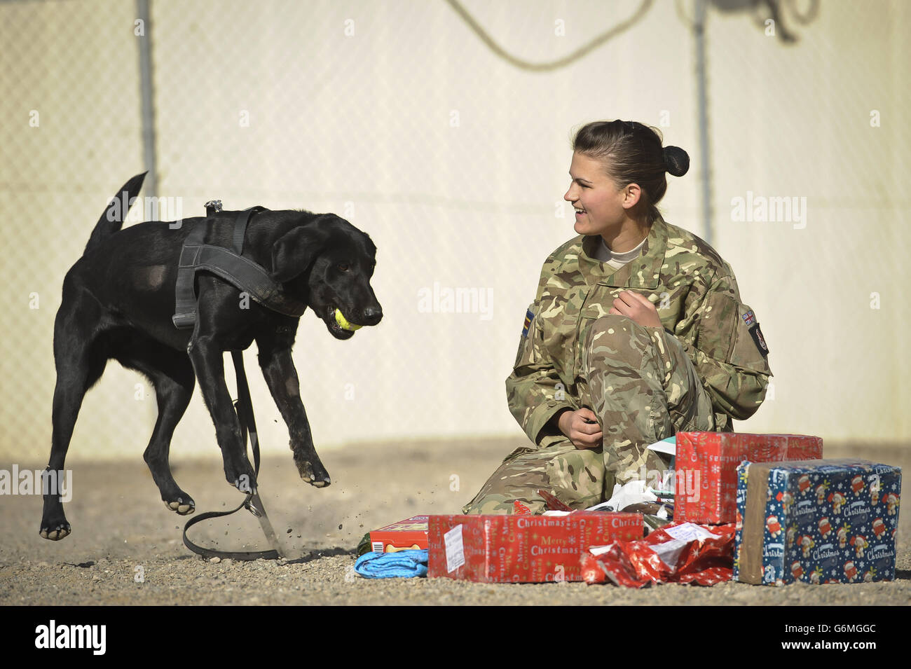 Le soldat Zina Saunders, un maître-chien avec 1 chien de travail militaire, donne à Hazel, qui travaille comme chien de recherche cadeaux de Noël qui ont été envoyés par les amis et la famille du maître-chien au Royaume-Uni. Banque D'Images