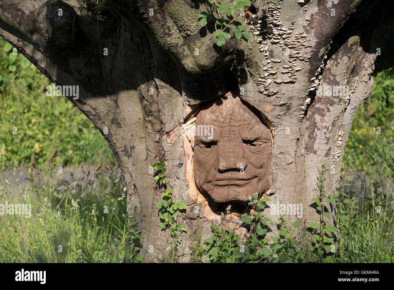 Face à l'arborescence, Brungerley Sculpture Park, Clitheroe, vallée de Ribble, UK Banque D'Images