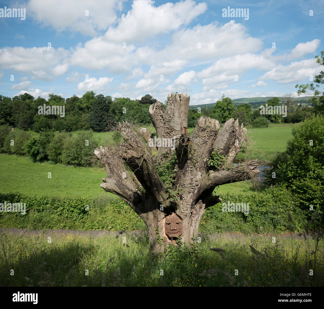 Face à l'arborescence, Brungerley Sculpture Park, Clitheroe, vallée de Ribble, UK Banque D'Images