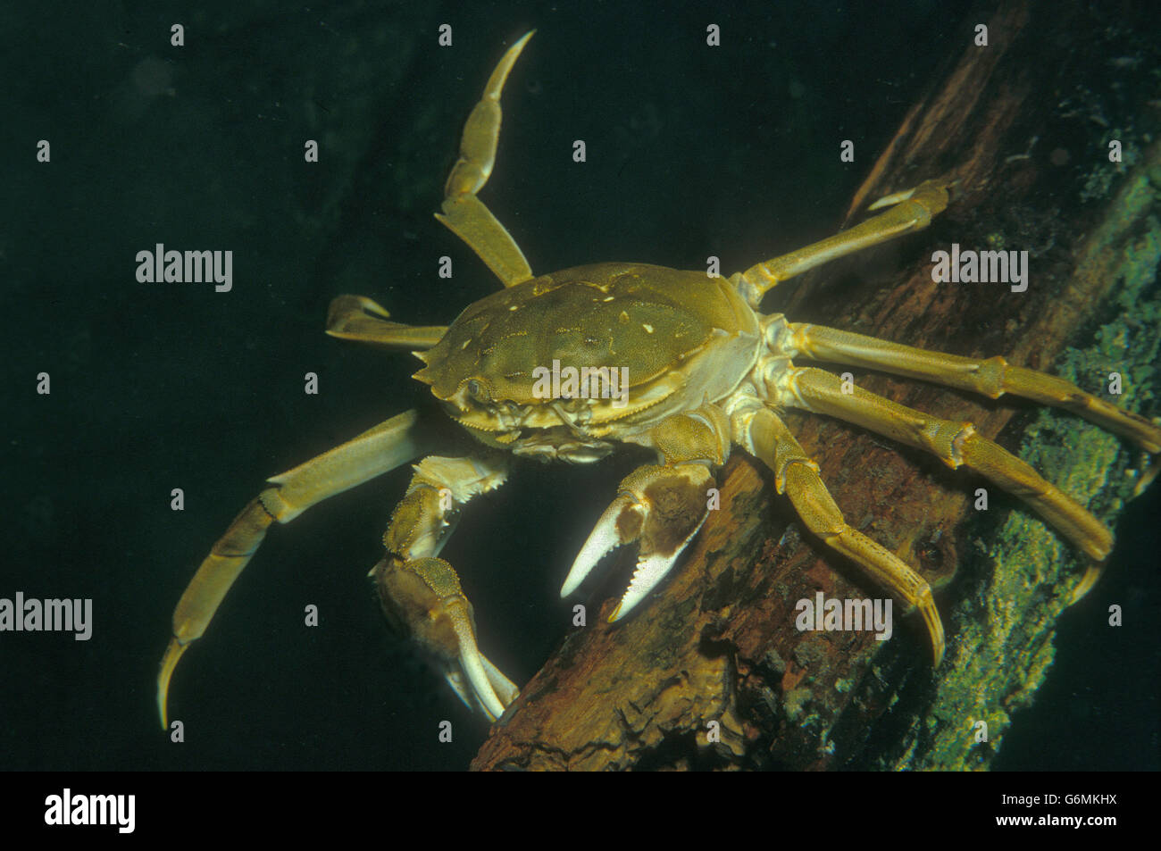 / Crabe chinois (Eriocheir sinensis) Banque D'Images