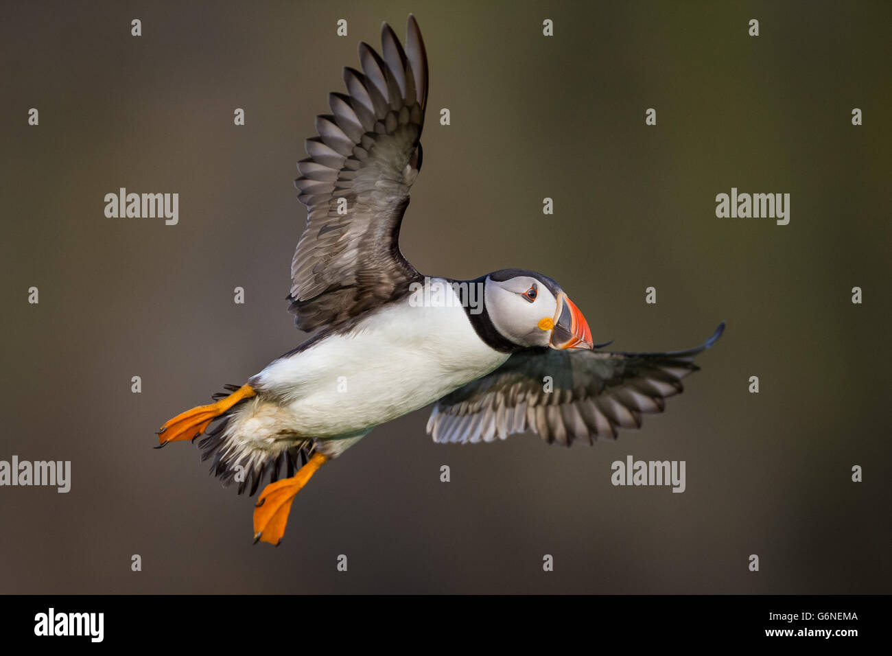 Macareux moine (Fratercula arctica) Entrée en terre avec de la mèche, l'île de Skomer, Pembrokeshire Banque D'Images