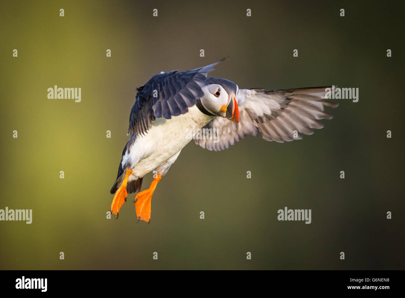 Macareux moine (Fratercula arctica) Entrée en terre avec de la mèche, l'île de Skomer, Pembrokeshire Banque D'Images