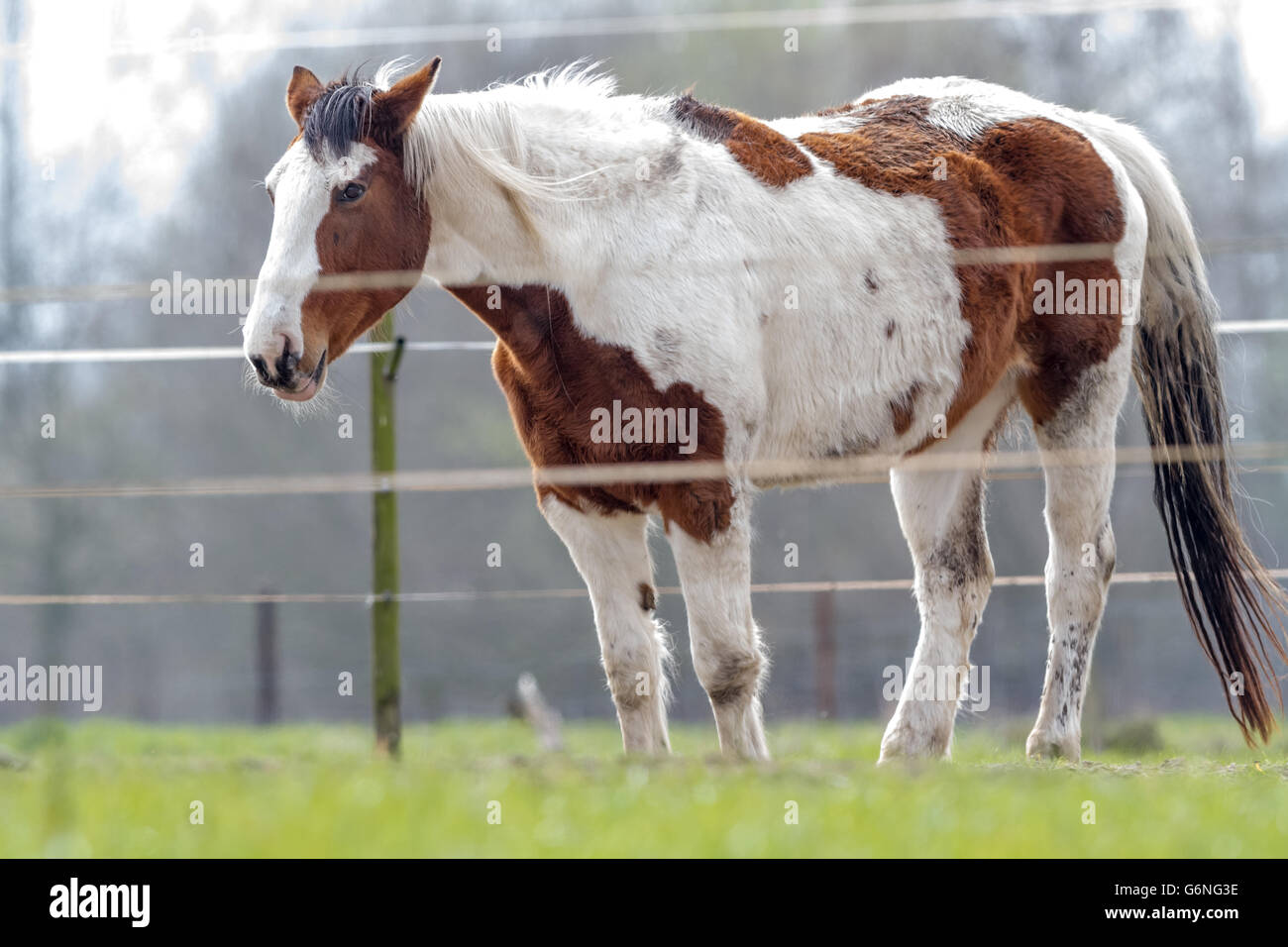 Un cheval tacheté de blanc et marron dans la prairie Banque D'Images