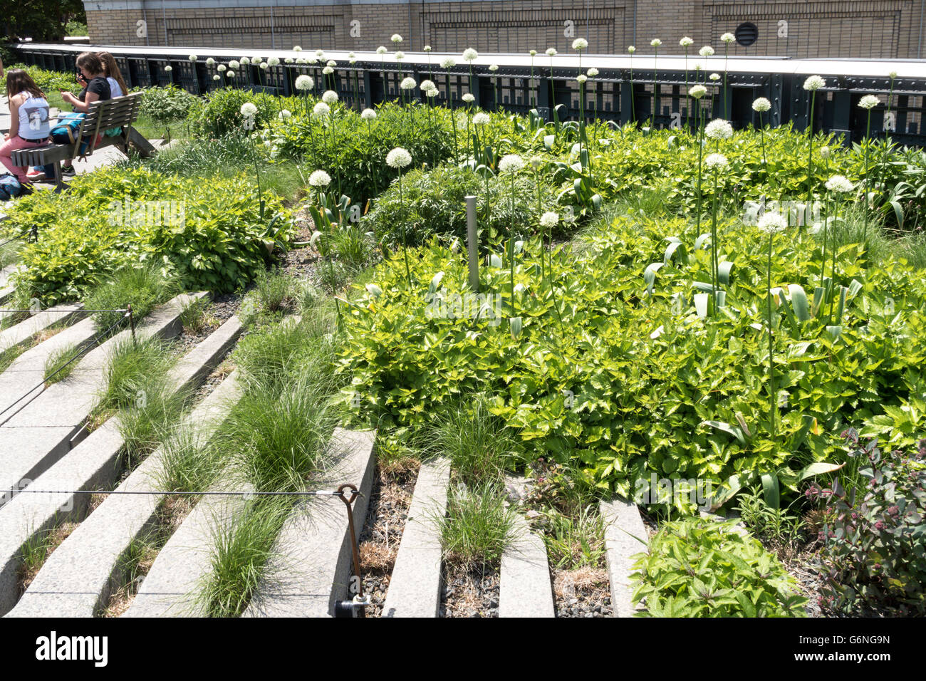 L'aménagement paysager sur le parc High Line, NYC Banque D'Images