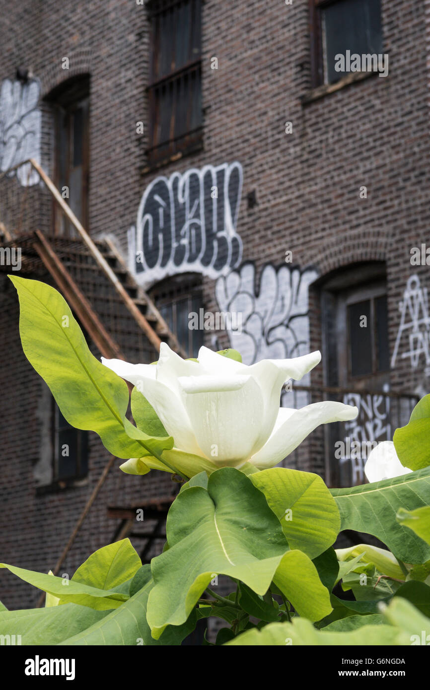 L'aménagement paysager sur le parc High Line, NYC Banque D'Images