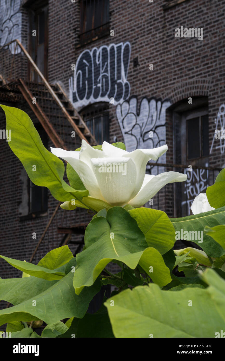 L'aménagement paysager sur le parc High Line, NYC Banque D'Images