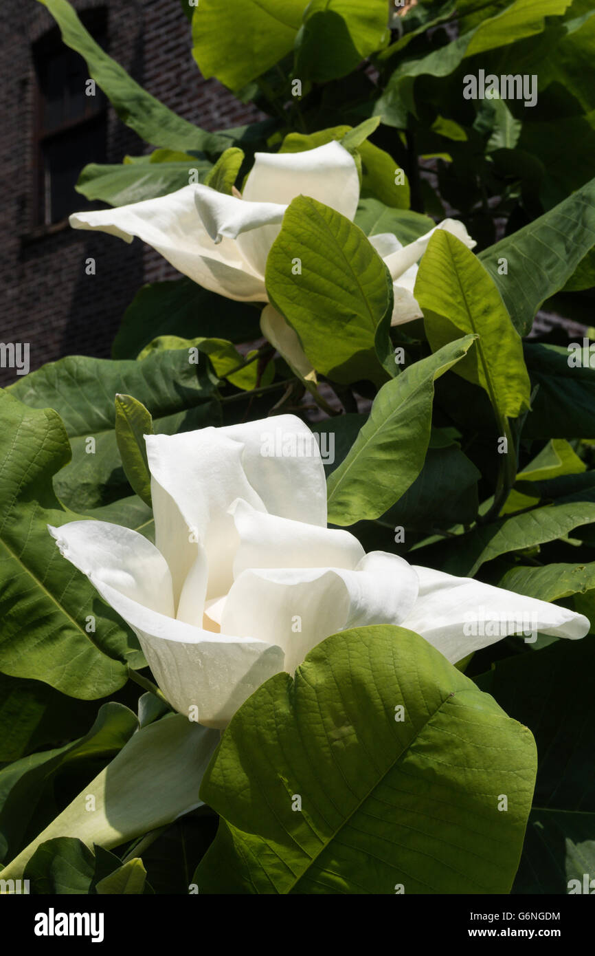 L'aménagement paysager sur le parc High Line, NYC Banque D'Images