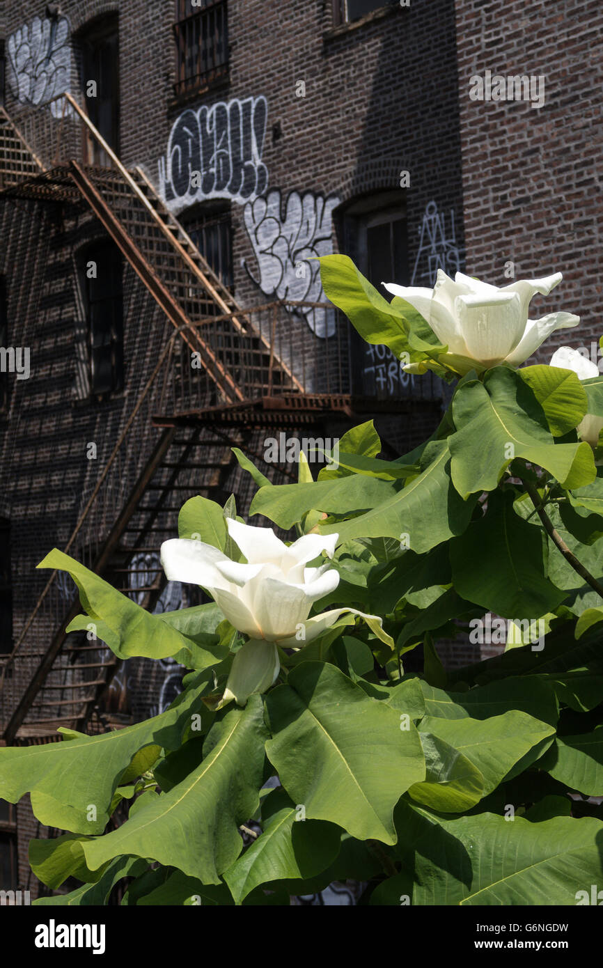 L'aménagement paysager sur le parc High Line, NYC Banque D'Images