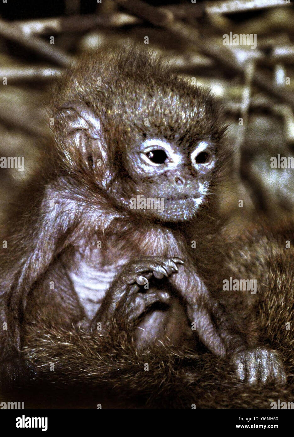Petit Singe Nommé En Référence à Des Religieux Singe de l'Ecosse Photo Stock - Alamy