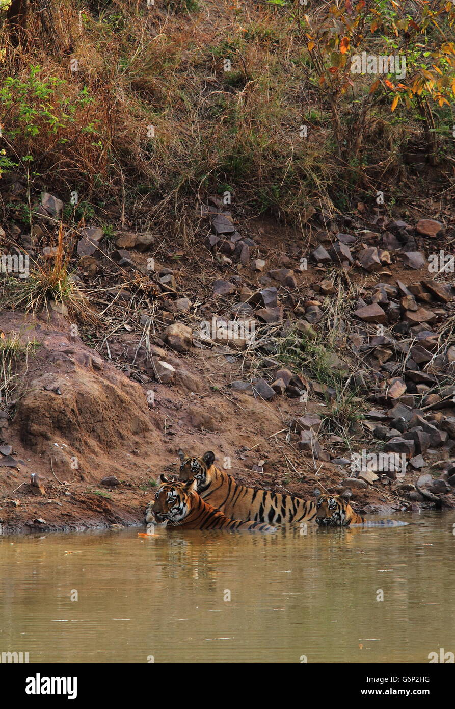 Tiger Mère et oursons dans l'eau Banque D'Images