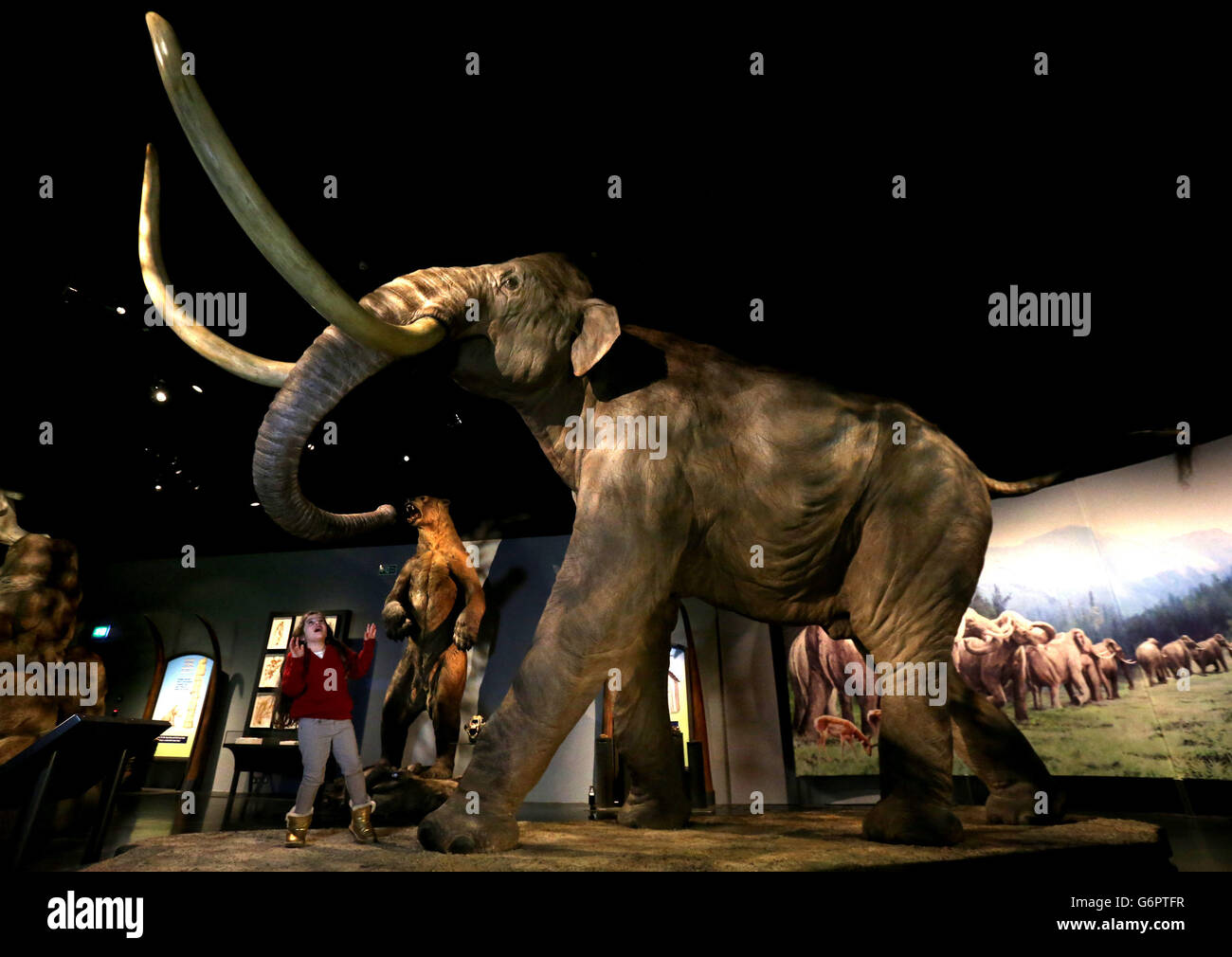 Jessica Grier (8), d'Édimbourg, regarde une réplique à grande échelle d'un mammouth colombien qui fait partie d'une nouvelle exposition « les Mammoths de l'âge de glace » au Musée national d'Écosse à Édimbourg. Banque D'Images