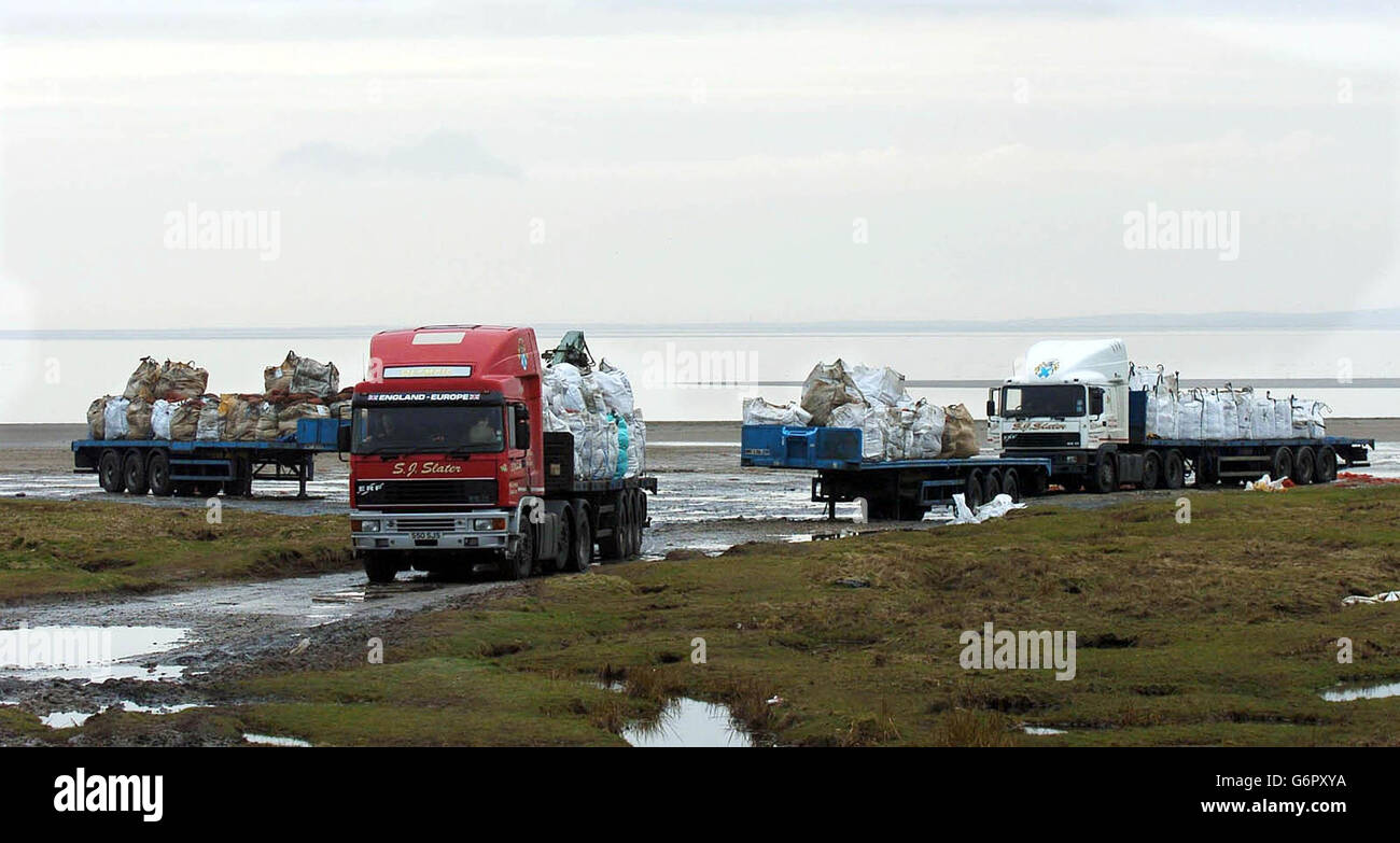 De retour à la normale, des centaines de tonnes de coques sont enlevées par remorque et camion articulé, de la plage près de Morecambe où les pickers chinois ont été noyés. Banque D'Images