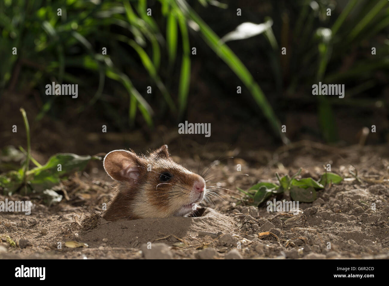 Grand hamster, à sortir de son terrier, l'Europe (Cricetus cricetus) Banque D'Images
