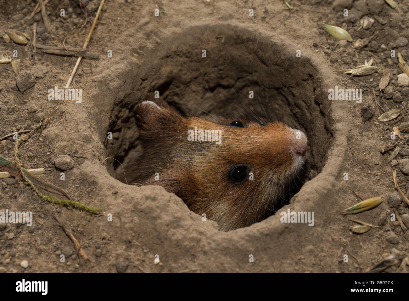 Grand hamster , à sortir de son terrier, l'Europe (Cricetus cricetus) Banque D'Images