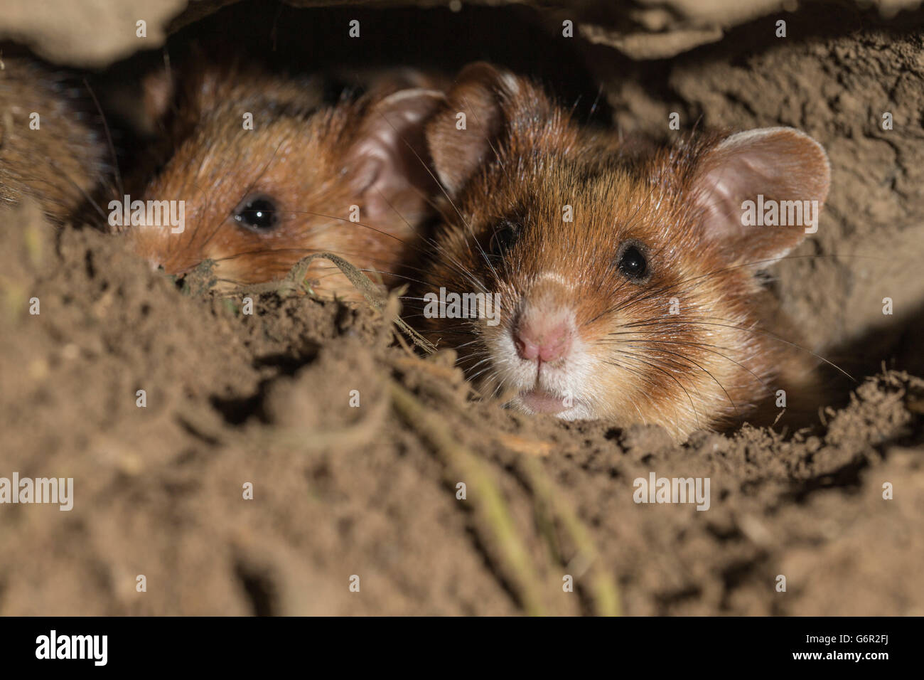 Grand hamster, juvénile, dans leur terrier, Europe / ( Cricetus cricetus) Banque D'Images