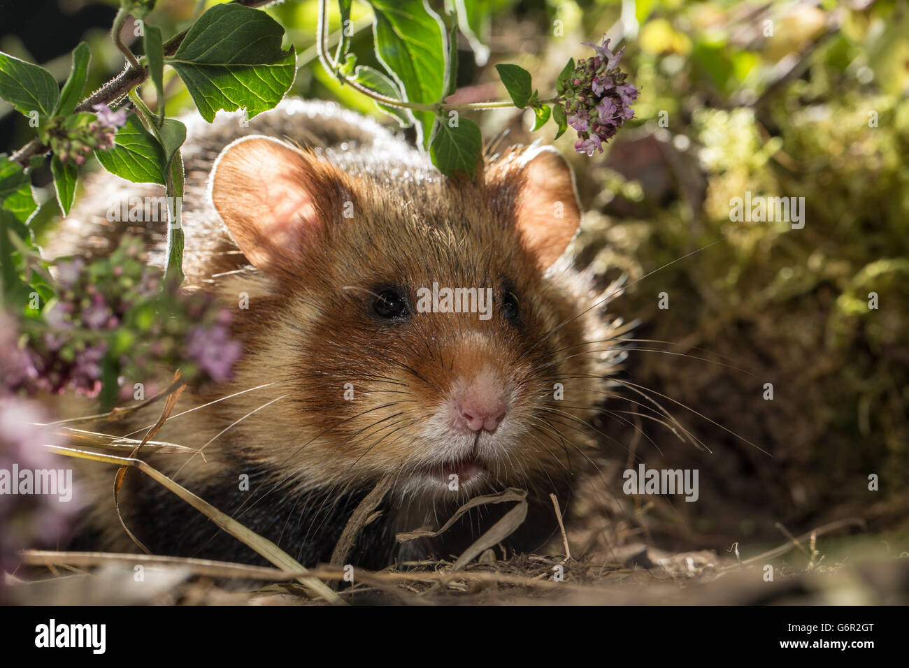 Grand hamster , adulte, homme, l'Europe (Cricetus cricetus) Banque D'Images