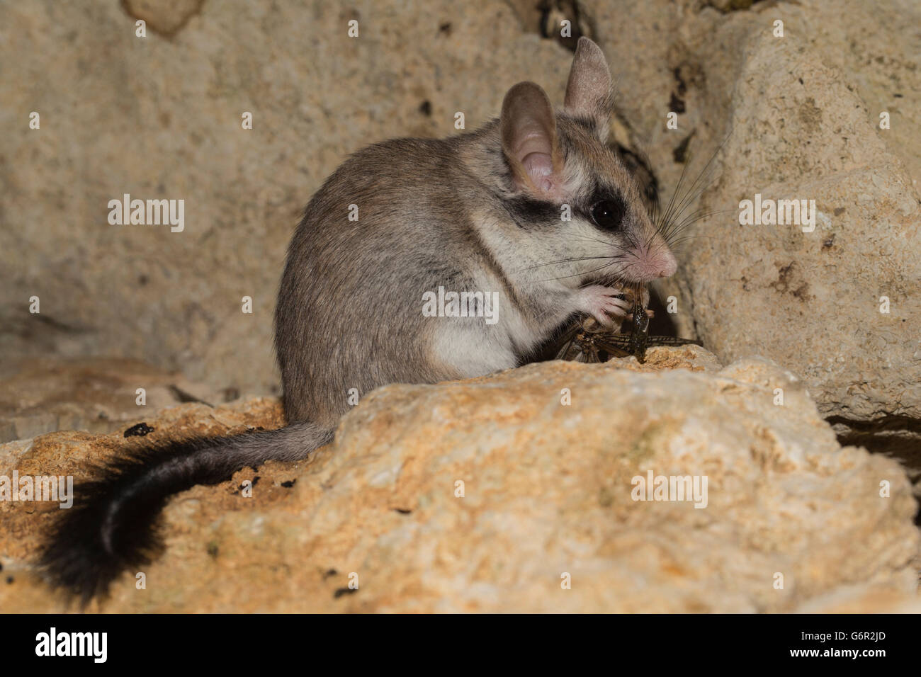 Jardin d'Asie dormeuse , femme, adulte, mangeant le cricket, l'Afrique, l'Asie / ( Eliomys melanurus) Banque D'Images