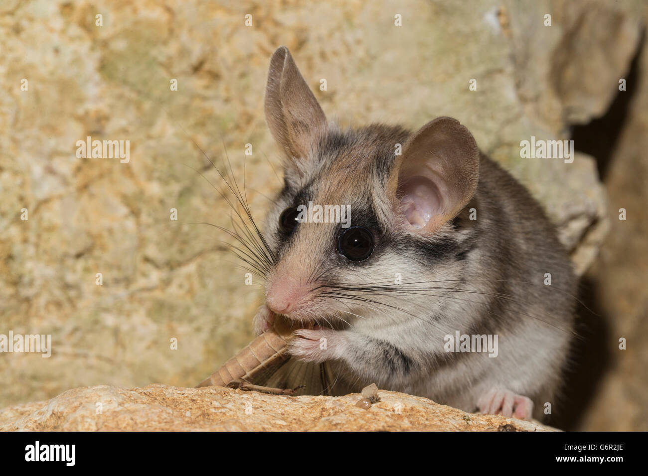 Jardin d'Asie dormeuse , femme, adulte, mangeant le cricket, l'Afrique, l'Asie / ( Eliomys melanurus) Banque D'Images