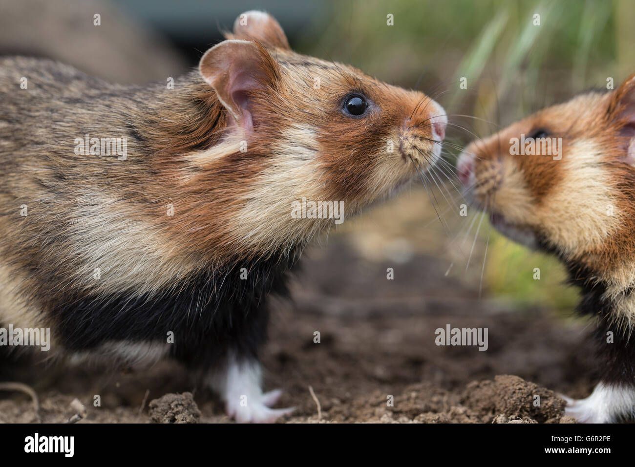 Grand hamster, hommes et femmes, l'Europe, (Cricetus cricetus) Banque D'Images
