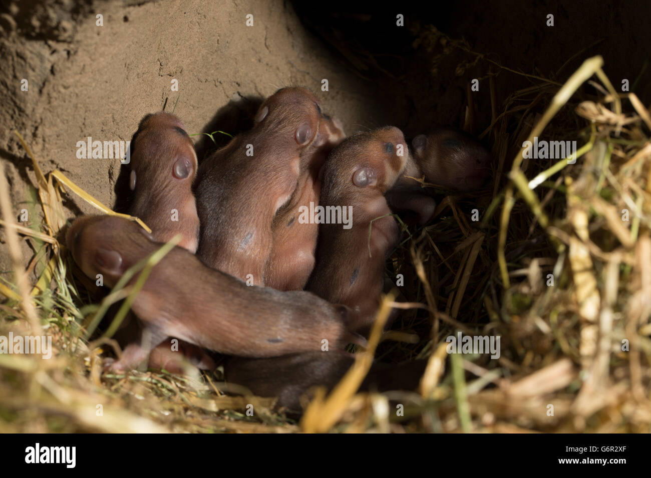 Grand hamster, Youngs, 7 jours, au terrier, europe, (Cricetus cricetus) Banque D'Images