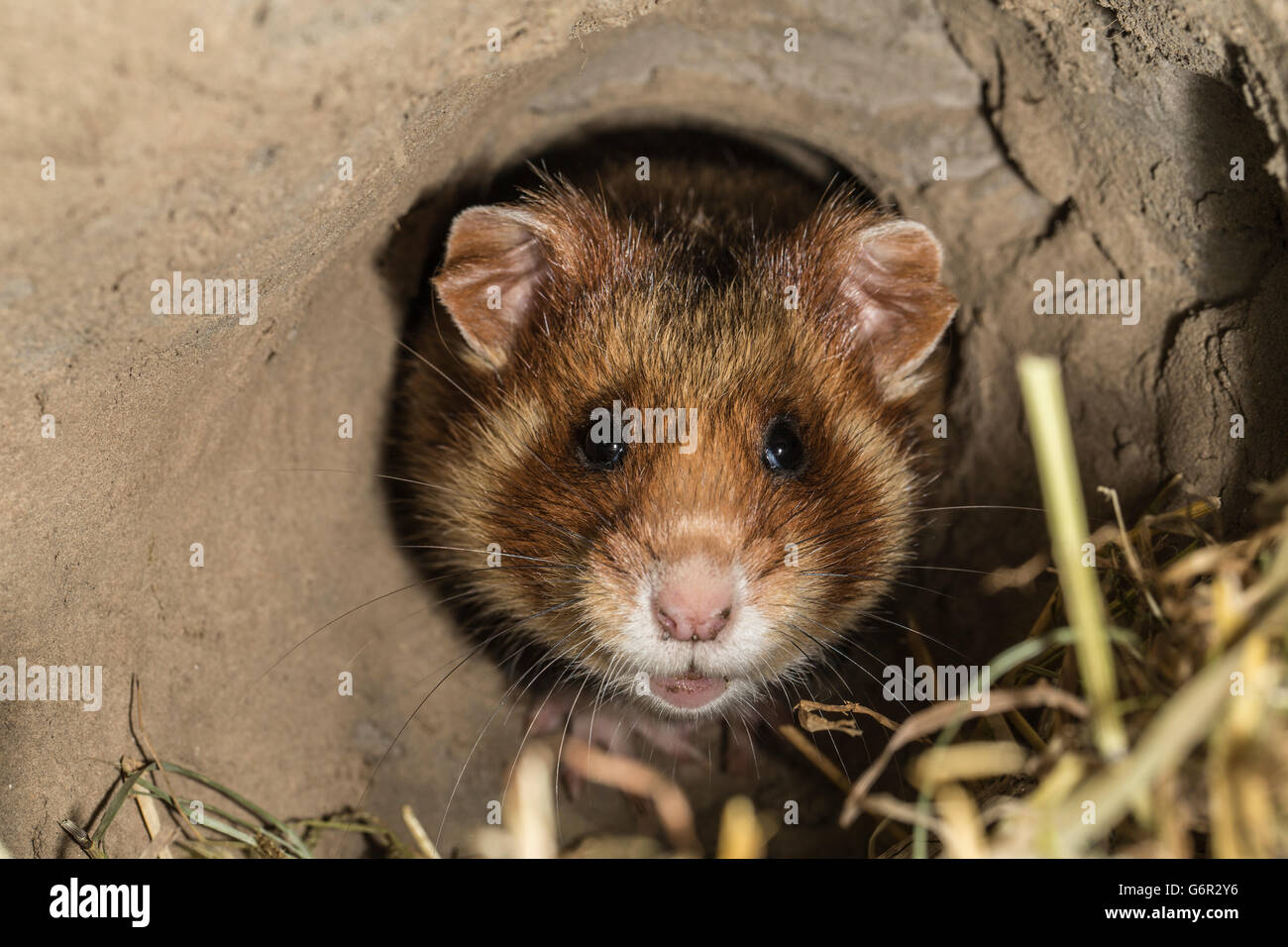 Grand hamster, femme recherche dans son terrier, Europa, (Cricetus cricetus) Banque D'Images