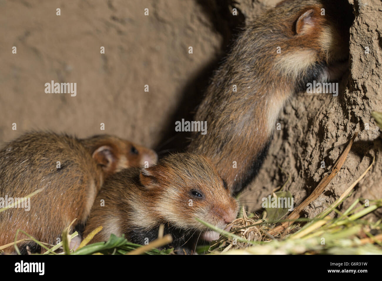 Grand hamster, Youngs, 17 jours, au terrier, europe, (Cricetus cricetus) Banque D'Images