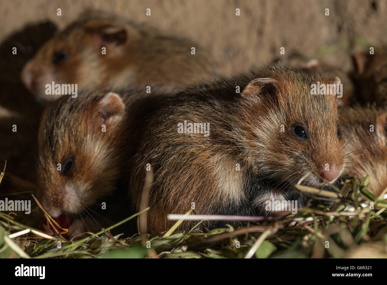 Grand hamster, Youngs, 17 jours, au terrier, europe, (Cricetus cricetus) Banque D'Images