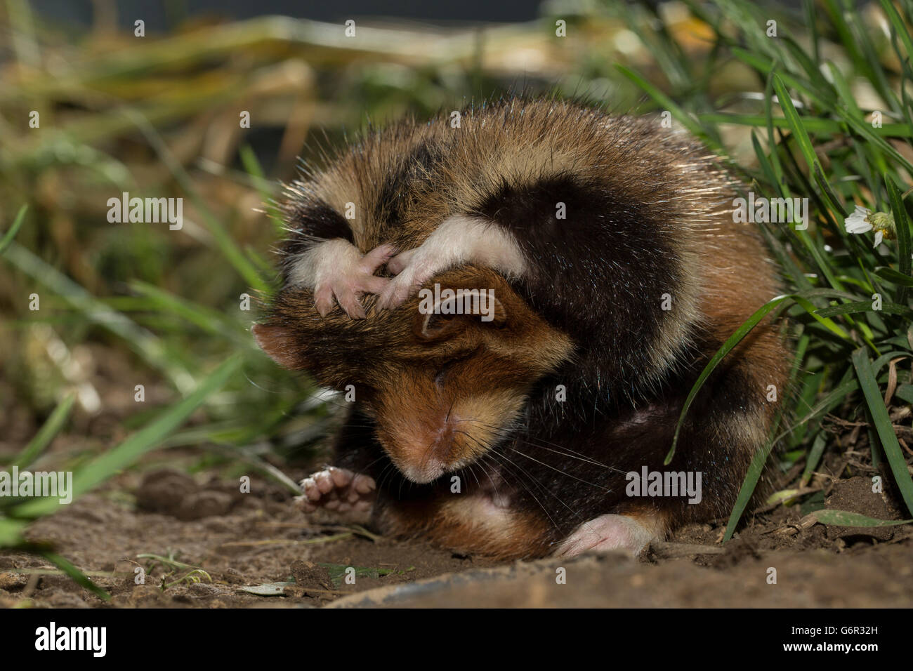 Grand hamster, adulte, femme, toilettage, Europe, (Cricetus cricetus) Banque D'Images