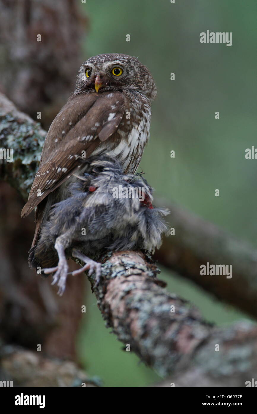 Chouette naine avec les proies, Carinthie, Autriche / (Glaucidium passerinum) Banque D'Images