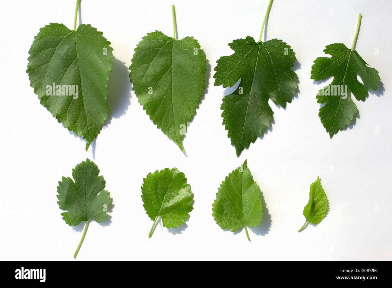 Mûrier blanc, feuilles, la Bulgarie / (Morus alba) Banque D'Images