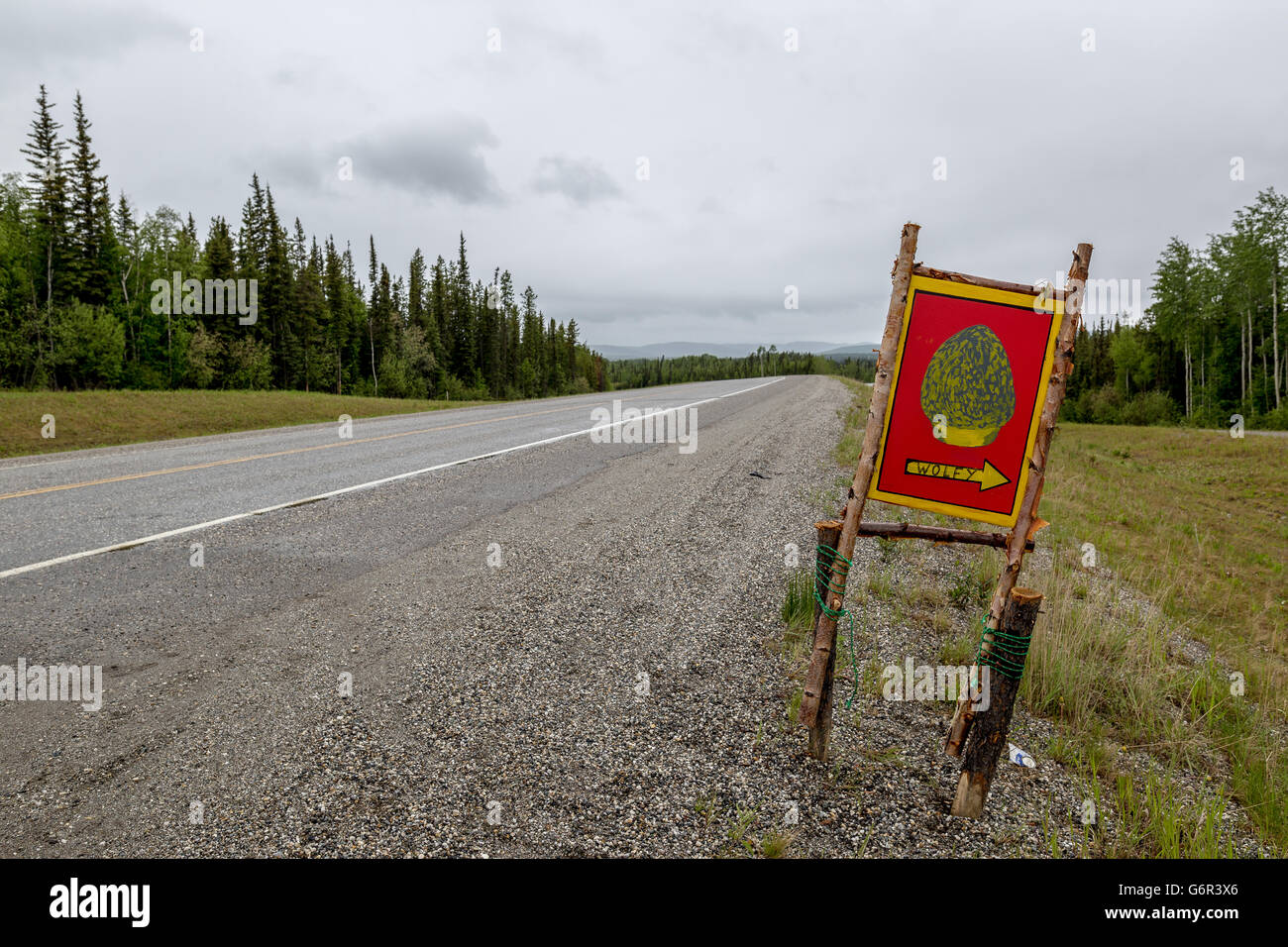 La saison de la cueillette des champignons sur le Yukon Banque D'Images