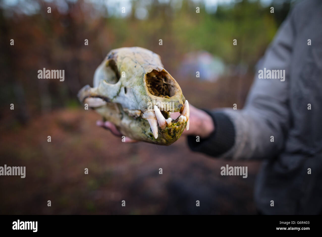 La saison de la cueillette des champignons sur le Yukon Banque D'Images