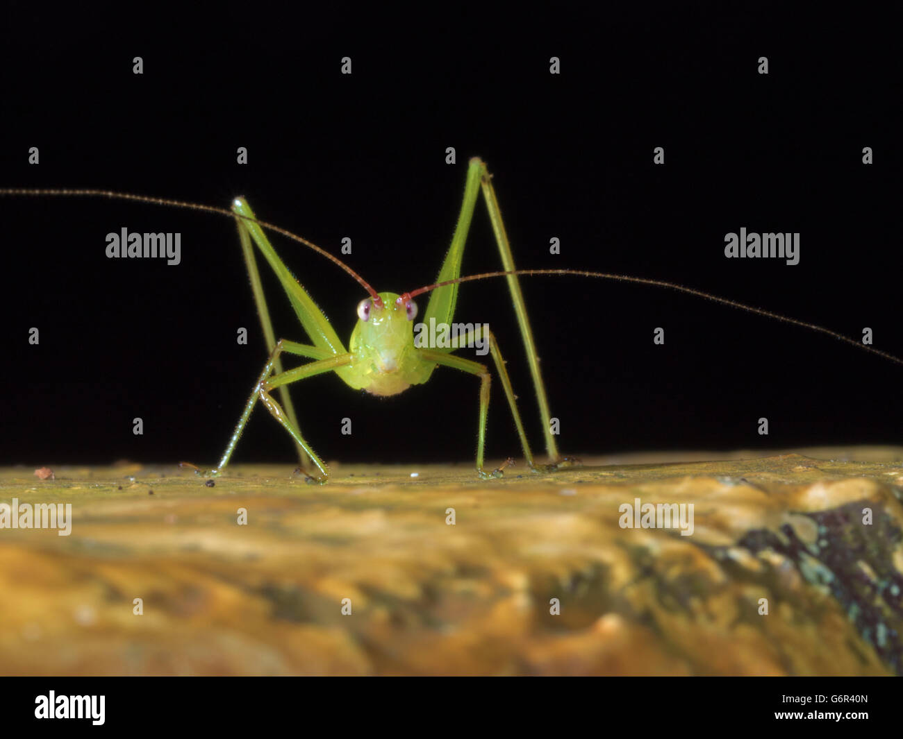 Portrait d'un cricket,bush,katydid Tettigoniidae Banque D'Images