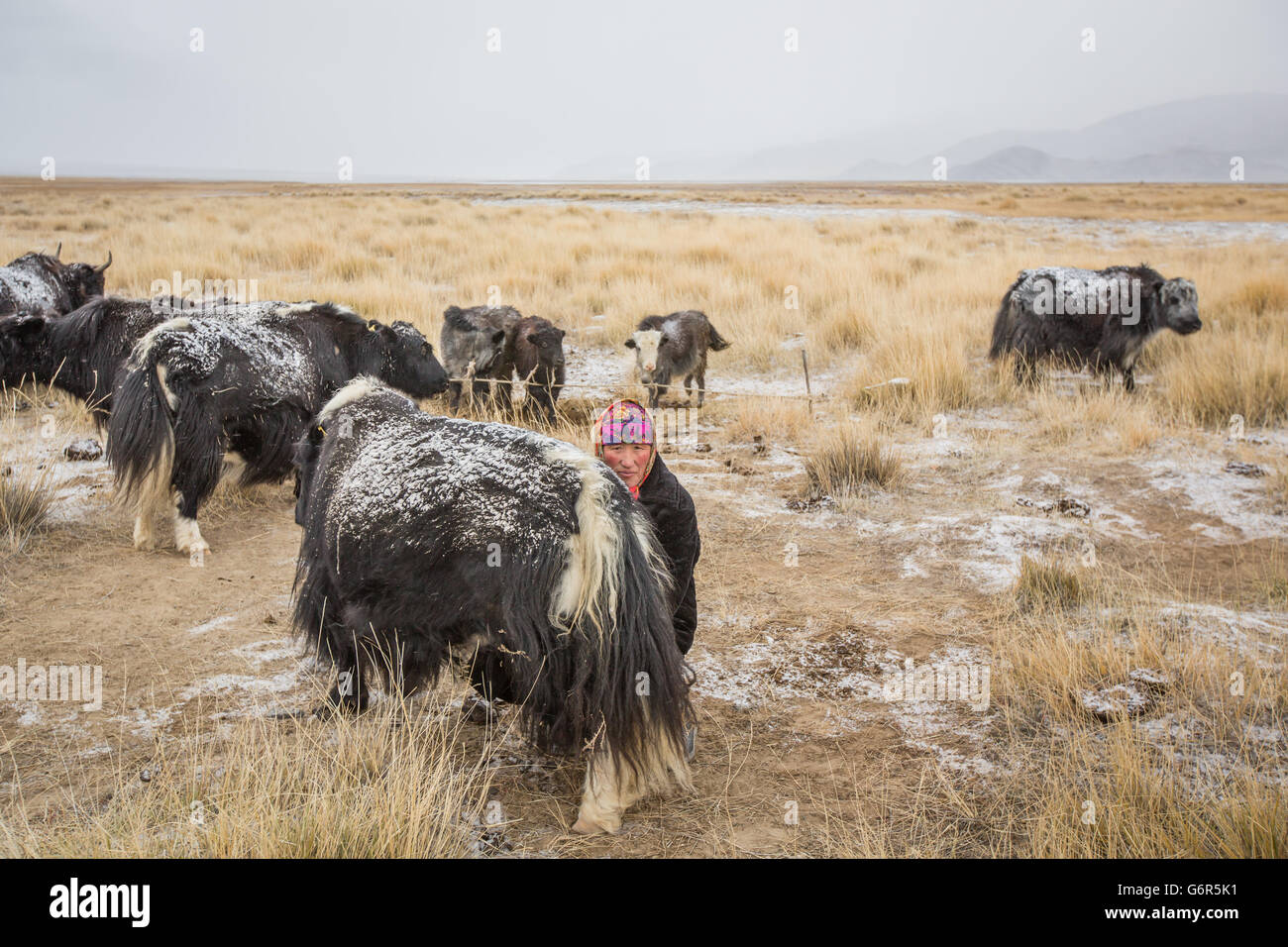 Une femme nomade est traire une vache dans un matin froid dans l'ouest de la Mongolie Banque D'Images