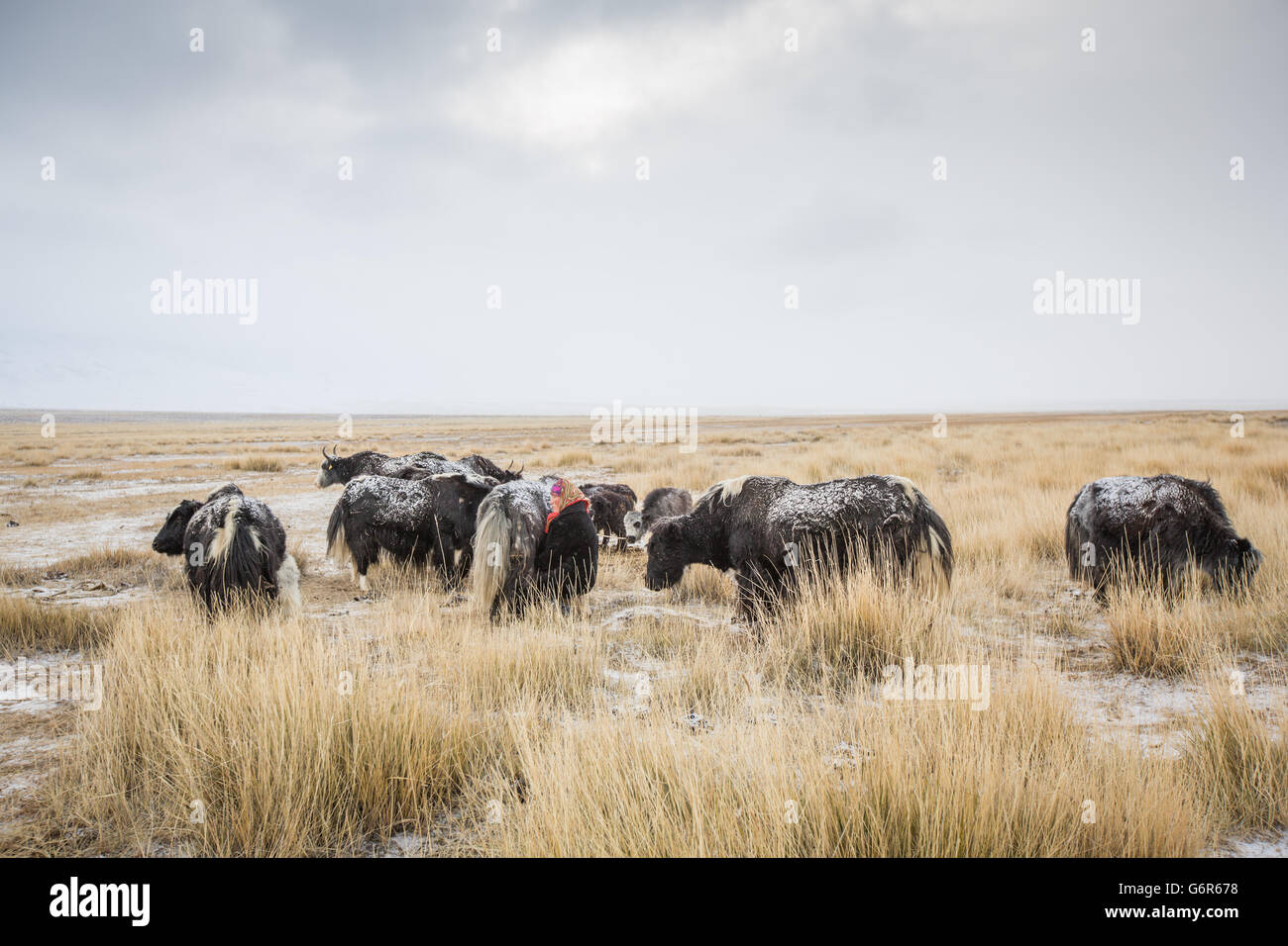 Une femme nomade est traire une vache dans un matin froid dans l'ouest de la Mongolie Banque D'Images