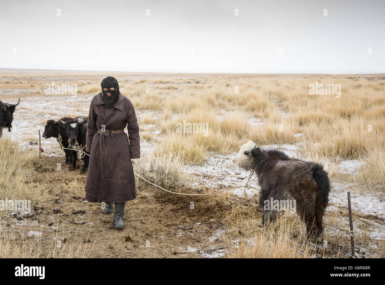 L'homme nomade avec les jeunes de yak un matin froid dans l'ouest de la Mongolie Banque D'Images