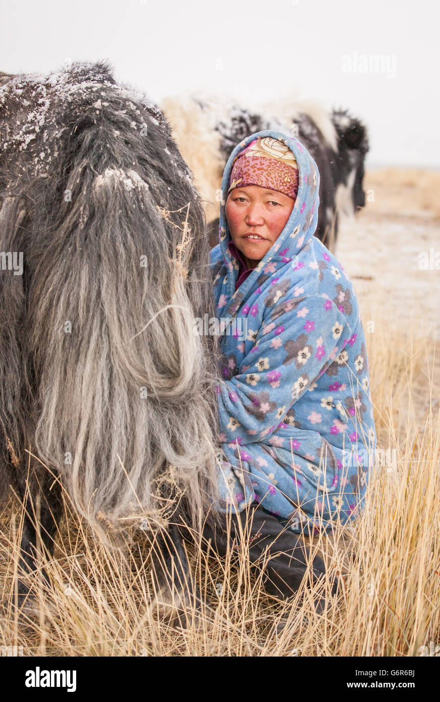 Femme nomade un Yak de traite Banque D'Images