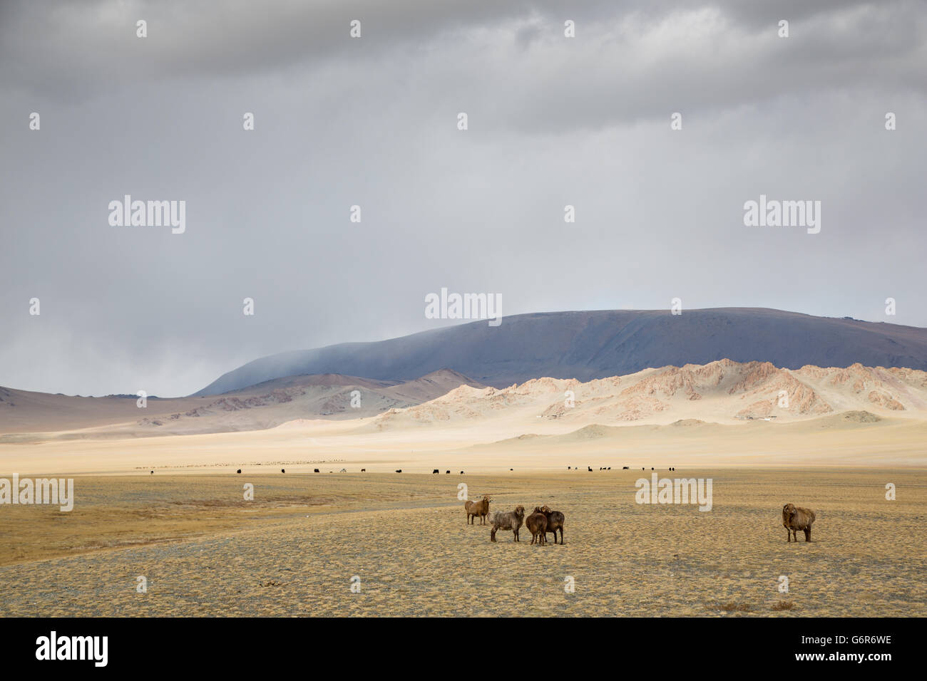 Vaches dans le paysage de l'ouest de la Mongolie Banque D'Images