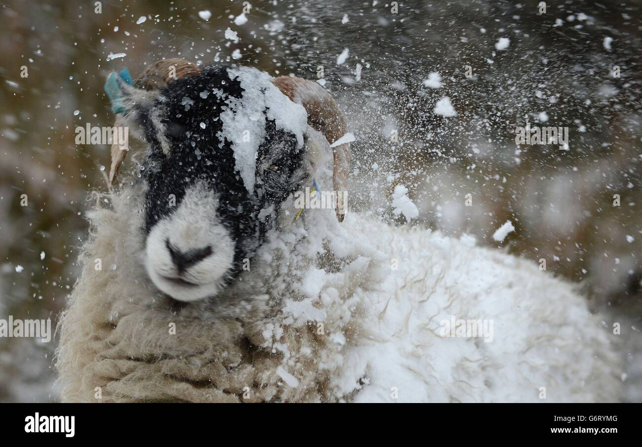 Un mouton élimine la neige de son manteau dans le North Yorkshire alors que des blizzards balaient le nord du pays. Banque D'Images